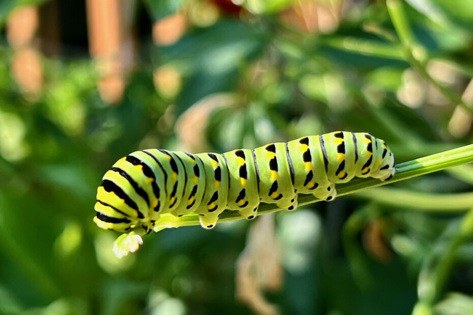 Chenille tigre : la chenille du papillon du céleri, le machaon noir chenille tigre papillon celeri papilio polyxenes 3 chenille tigre papillon celeri papilio polyxenes 3