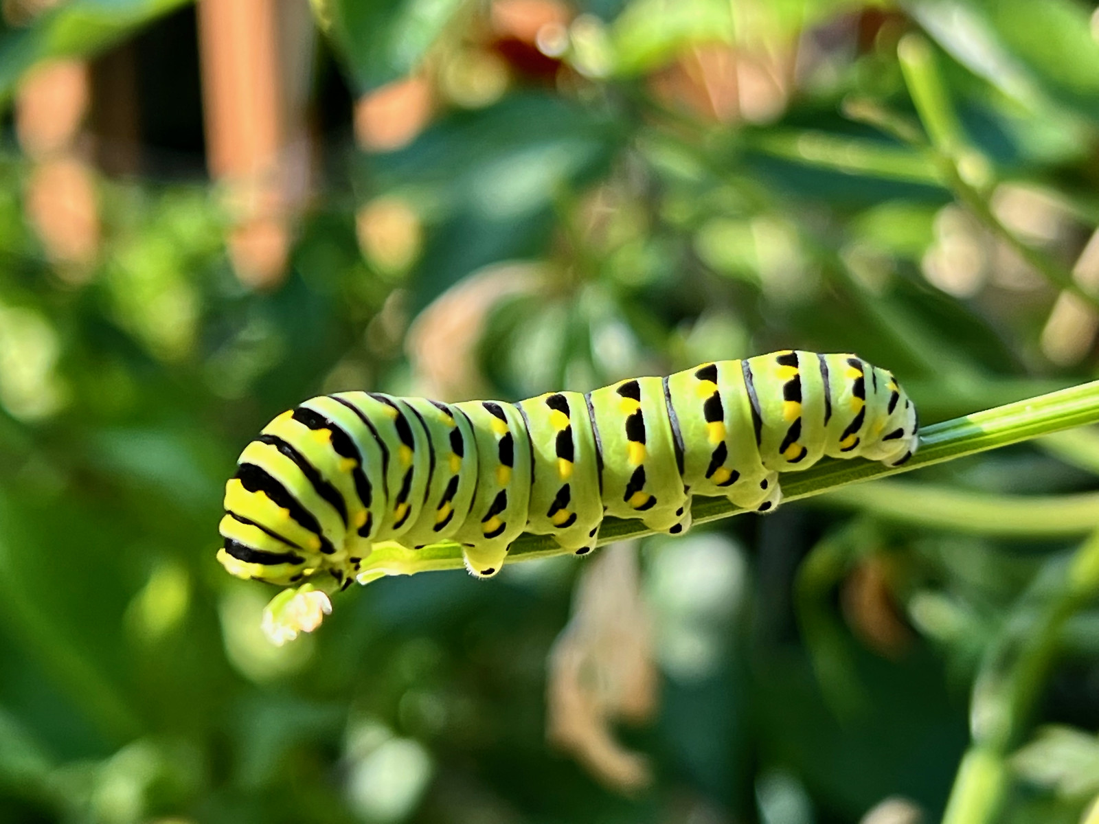 chenille tigre papillon celeri papilio polyxenes 3 chenille tigre papillon celeri papilio polyxenes 3