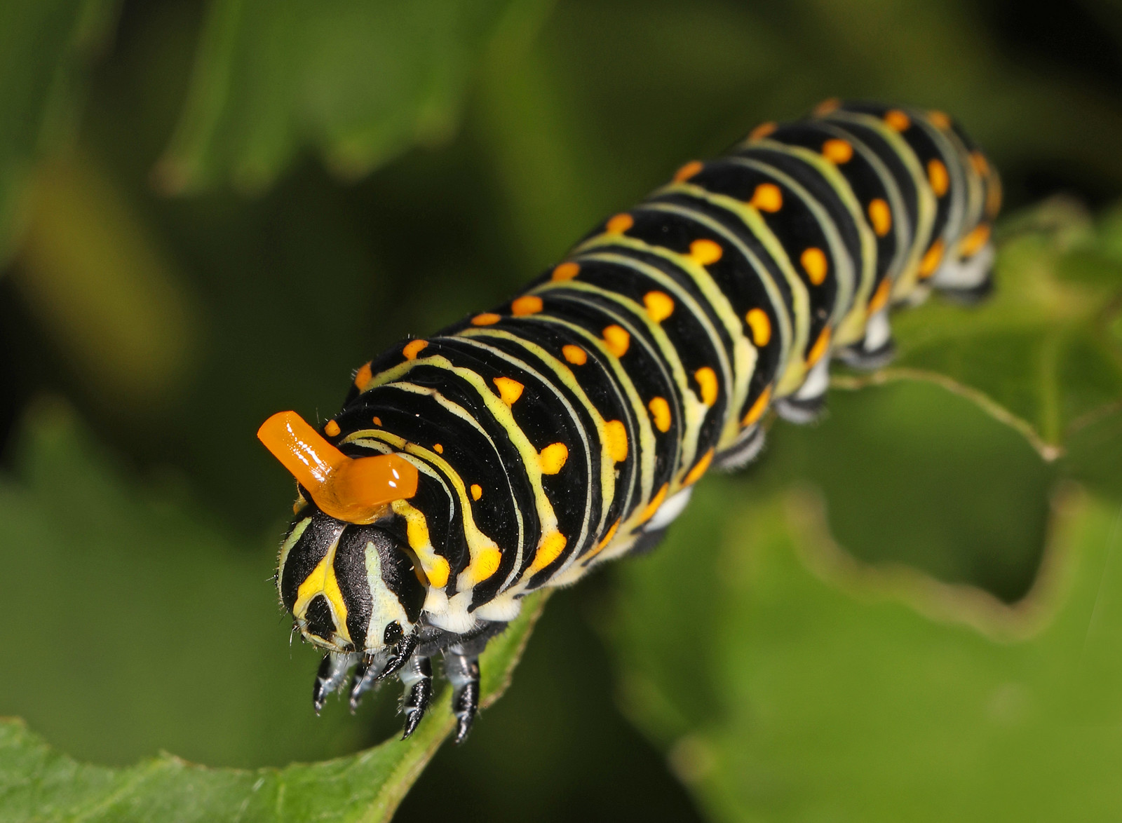 chenille tigre papillon celeri papilio polyxenes chenille tigre papillon celeri papilio polyxenes sur une feuille de zizia