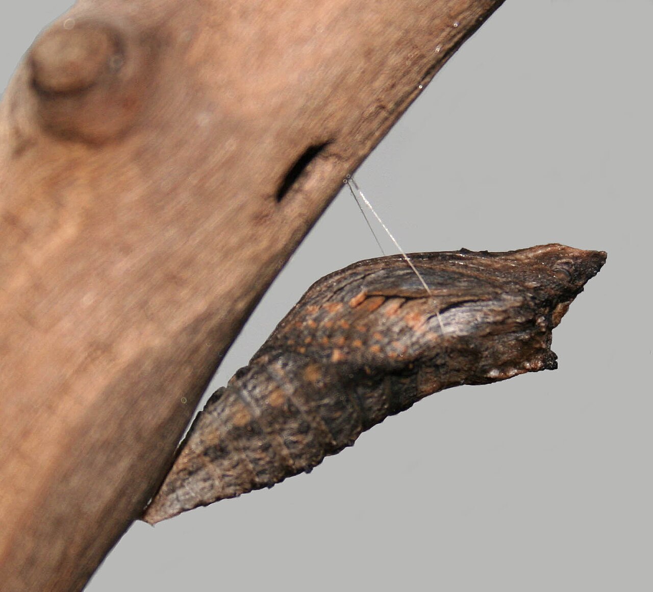 Chrysalide de Papilio polyxenes, le papillon du céleri Chrysalide de Papilio polyxenes, le papillon du céleri