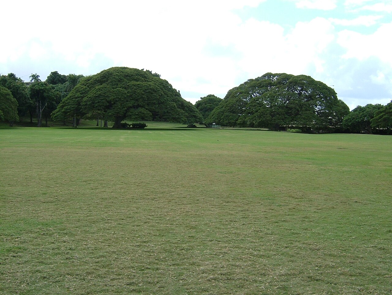 Monkeypod géant Hitachi Tree sur la pelouse des Moanalua Gardens à Hawaii Monkeypod géant Hitachi Tree sur la pelouse des Moanalua Gardens à Hawaii