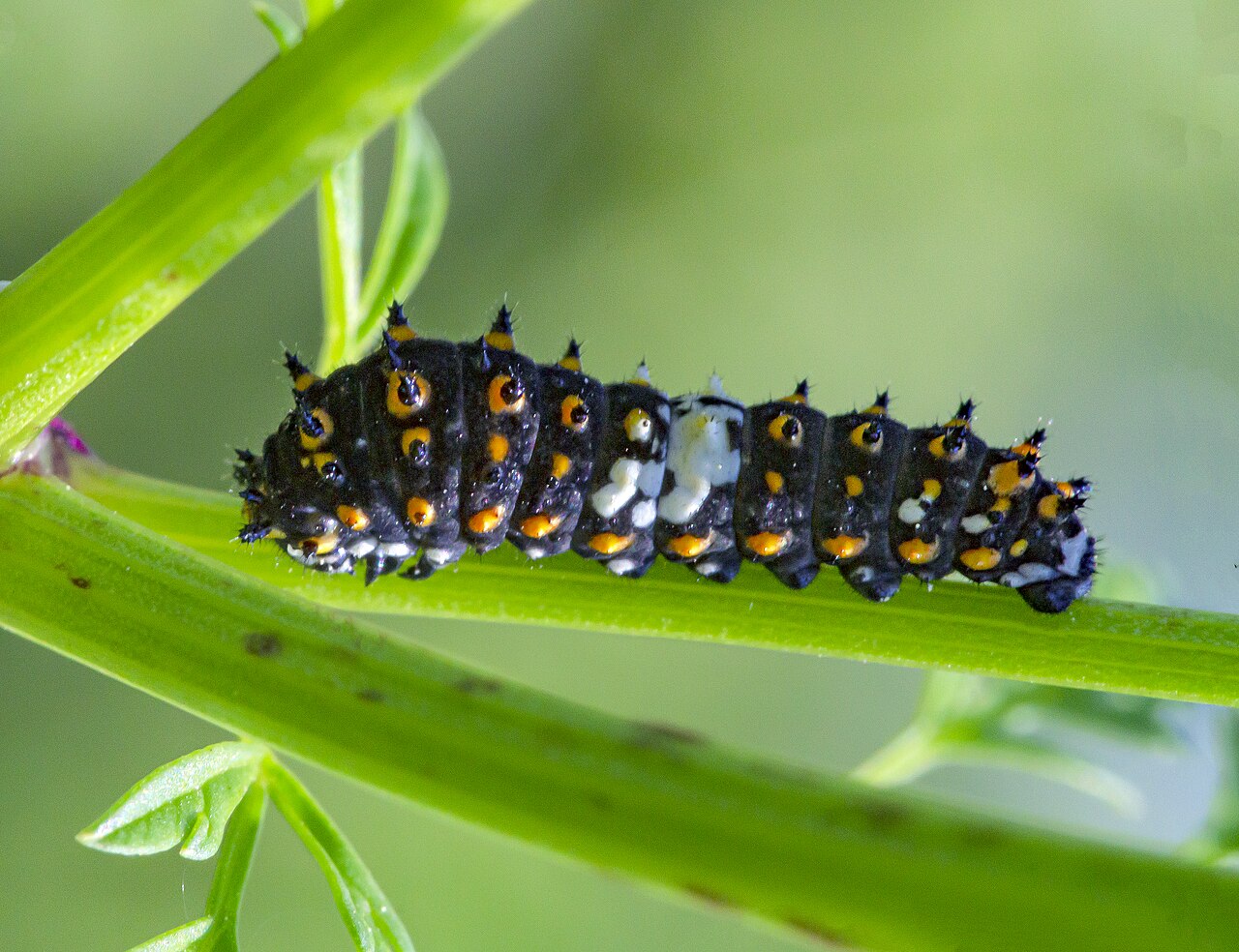 Jeune chenille noire de Papilio polyxenes au premier stade larvaire Jeune chenille noire de Papilio polyxenes au premier stade larvaire