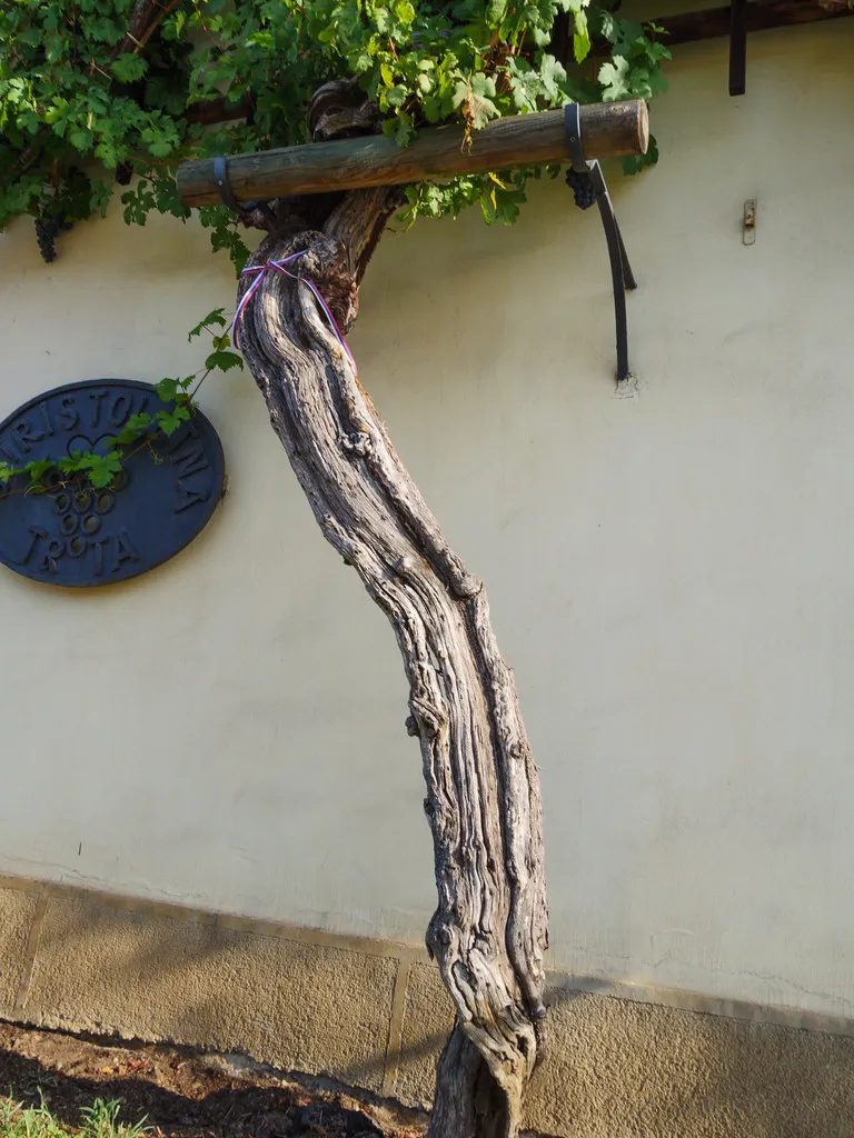 La vieille vigne de Maribor, la plus vieille vigne du monde la vieille vigne de Maribor la plus vieille vigne du monde 4 la vieille vigne de Maribor la plus vieille vigne du monde 4