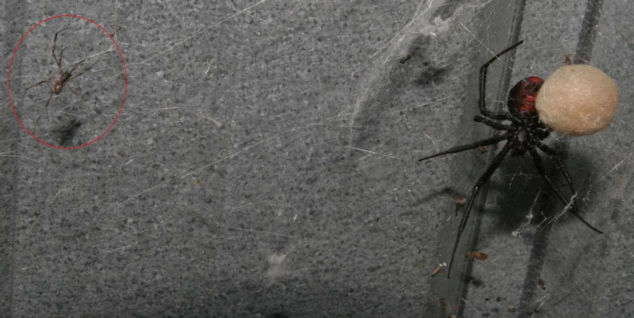 latrodectus hasselti redback toile Femelle redback Latrodectus hasselti dans sa toile
