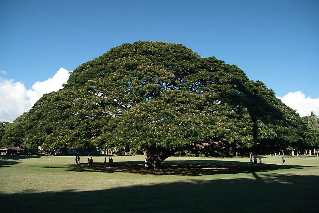 Le Samanea saman de Hawaii, l' arbre de Hitachi le Samanea saman de Hawaii l arbre de Hitachi 2 https://2tout2rien.fr/wp-content/uploads/2021/09/le-Samanea-saman-de-Hawaii-l-arbre-de-Hitachi