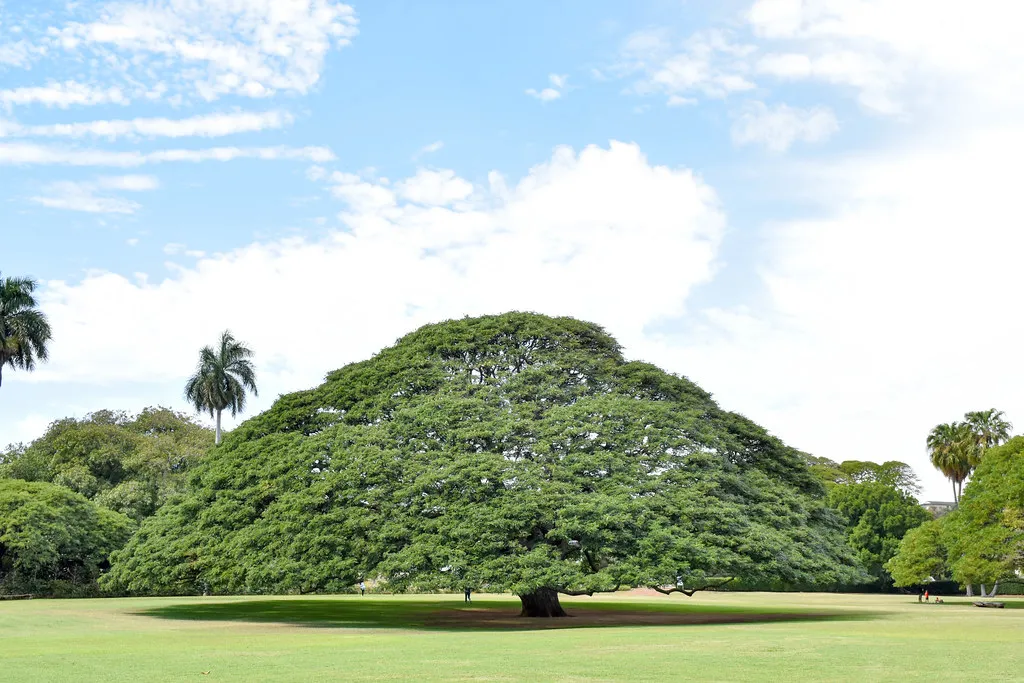 Le Samanea saman de Hawaii, l' arbre de Hitachi le Samanea saman de Hawaii l arbre de Hitachi 3 https://2tout2rien.fr/wp-content/uploads/2021/09/le-Samanea-saman-de-Hawaii-l-arbre-de-Hitachi