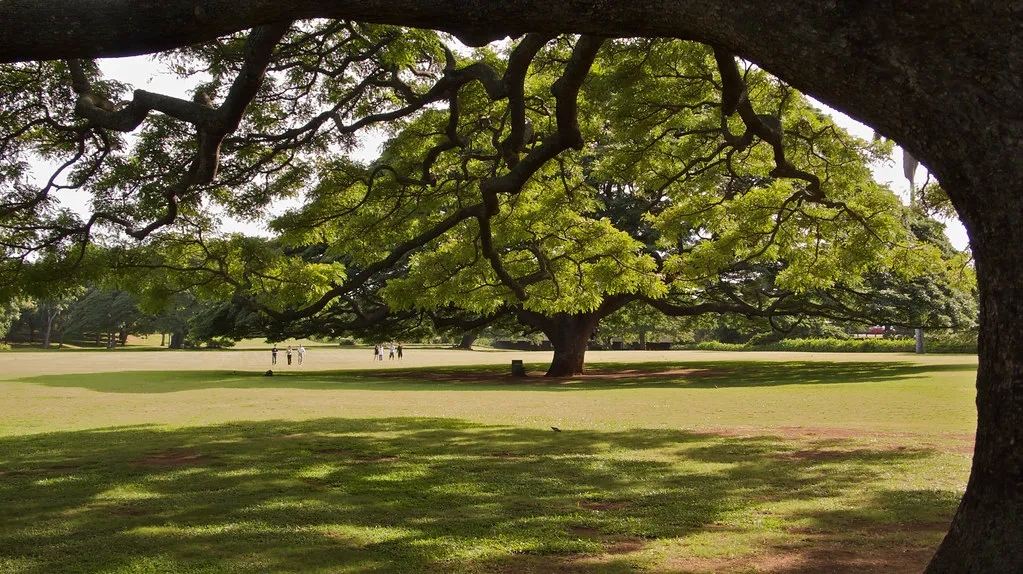 Le Samanea saman de Hawaii, l' arbre de Hitachi le Samanea saman de Hawaii l arbre de Hitachi 4 https://2tout2rien.fr/wp-content/uploads/2021/09/le-Samanea-saman-de-Hawaii-l-arbre-de-Hitachi