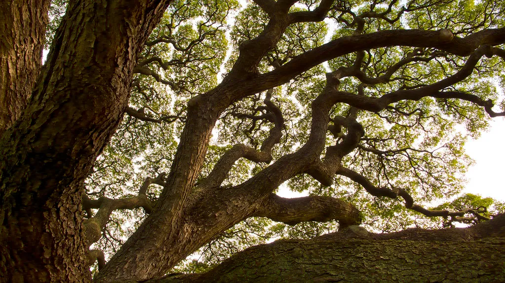 Le Samanea saman de Hawaii, l' arbre de Hitachi le Samanea saman de Hawaii l arbre de Hitachi 5 https://2tout2rien.fr/wp-content/uploads/2021/09/le-Samanea-saman-de-Hawaii-l-arbre-de-Hitachi