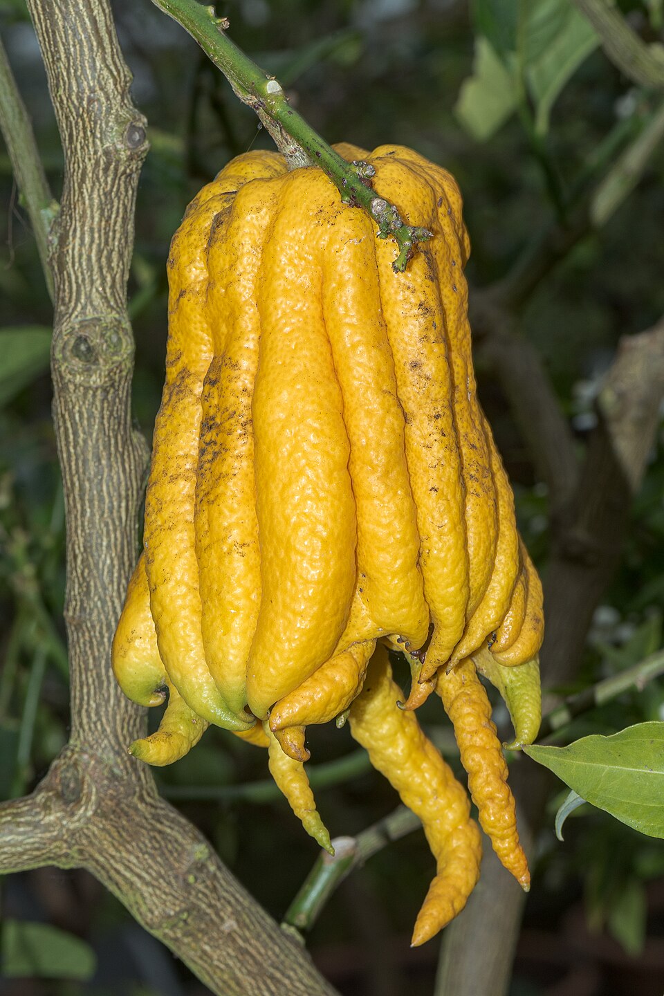 Main de Bouddha sur un cédratier Citrus medica sarcodactylis Main de Bouddha sur un cédratier Citrus medica sarcodactylis