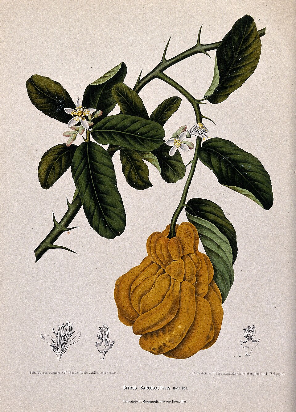 Illustration botanique ancienne de la main de Bouddha avec fleurs et fruit Illustration botanique ancienne de la main de Bouddha avec fleurs et fruit