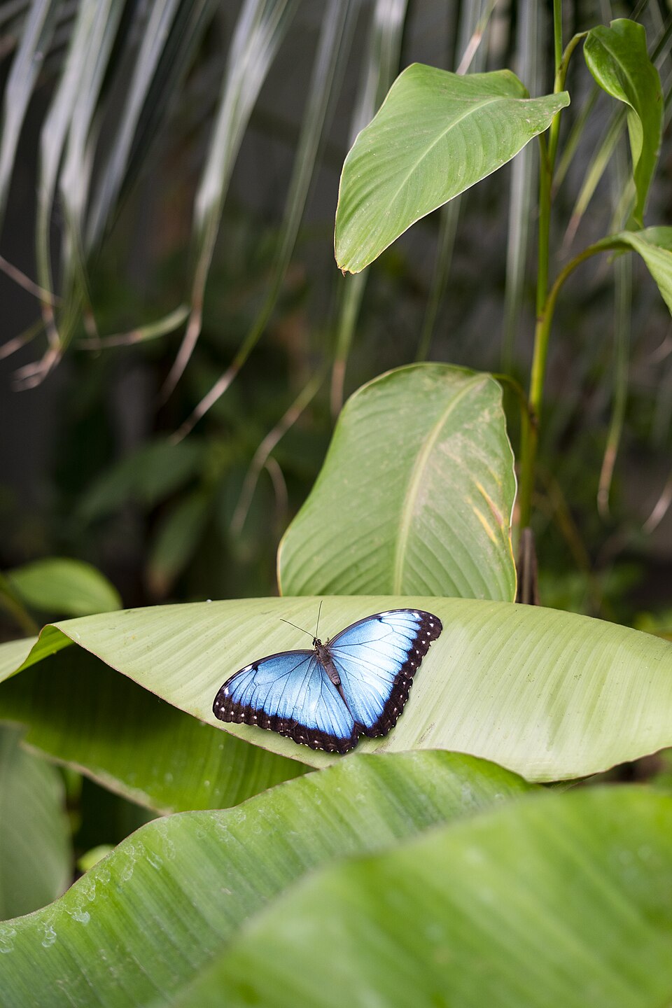 Papillon morpho bleu Morpho peleides aux ailes bleu métallique Papillon morpho bleu Morpho peleides aux ailes bleu métallique