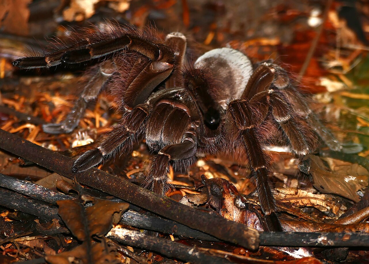 Mygale Goliath Theraphosa blondi pouvant capturer de petits serpents Mygale Goliath Theraphosa blondi pouvant capturer de petits serpents