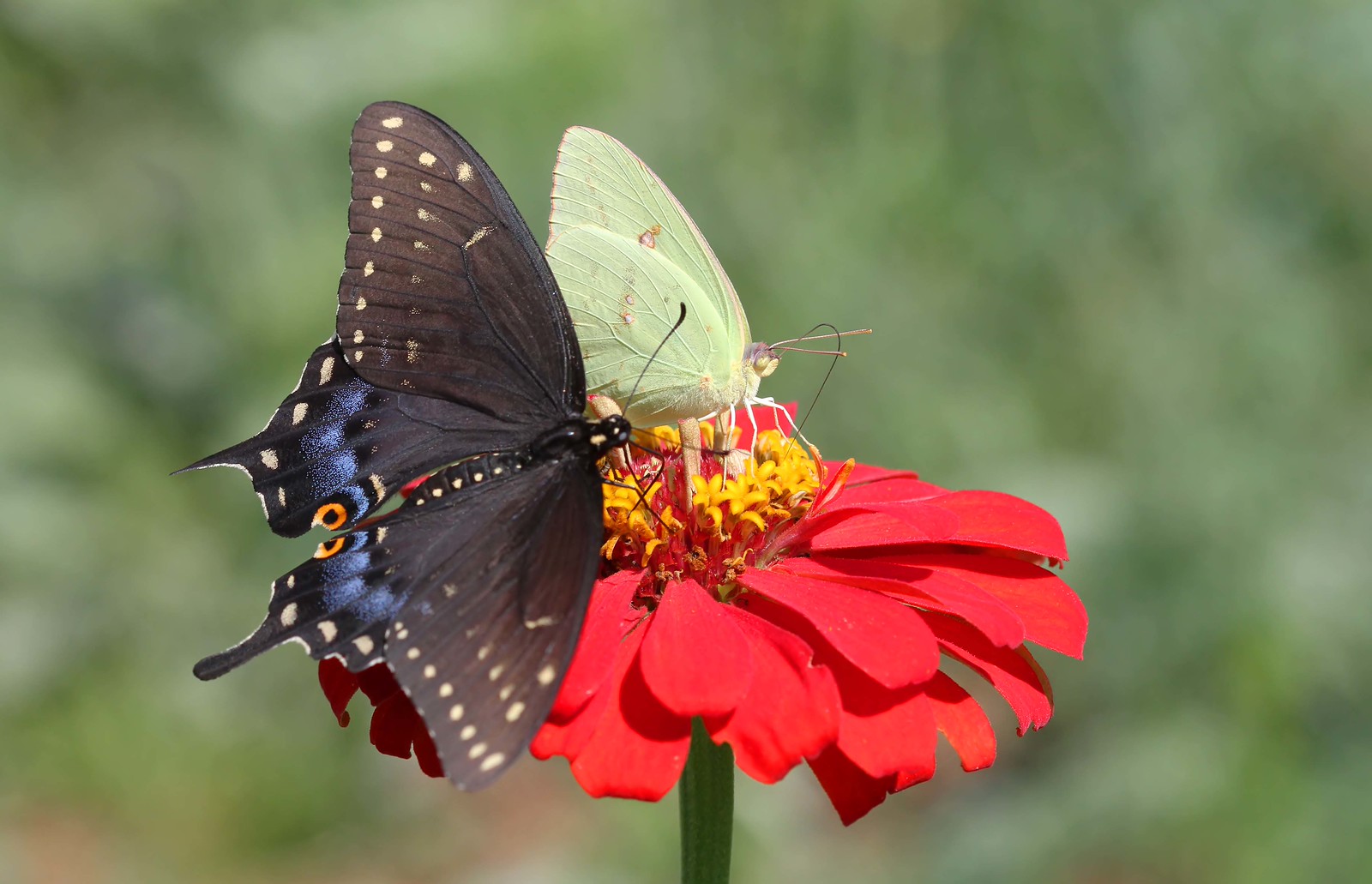 papillon celeri machaon noir papilio polyxenes 2 papillon celeri machaon noir papilio polyxenes 2
