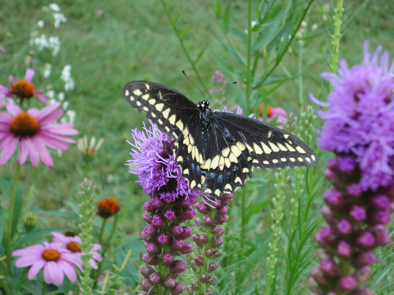 Papillon du céleri Papilio polyxenes mâle aux ailes noires jaunes et bleues Papillon du céleri Papilio polyxenes mâle aux ailes noires jaunes et bleues