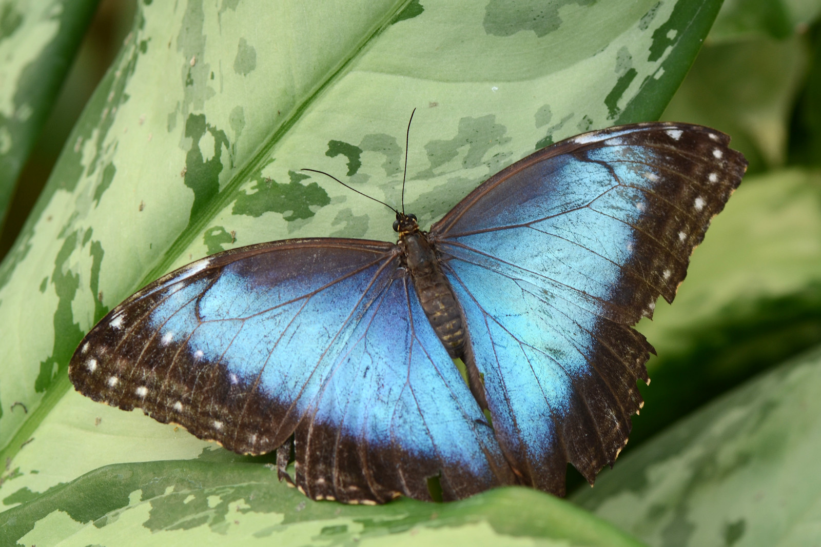 papillon morpho bleu ailes ouvertes papillon morpho bleu ailes ouvertes