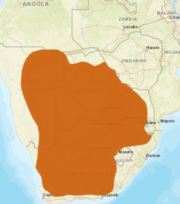 Carte de répartition du chat aux pattes noires en Afrique australe Carte de répartition du chat aux pattes noires en Afrique australe