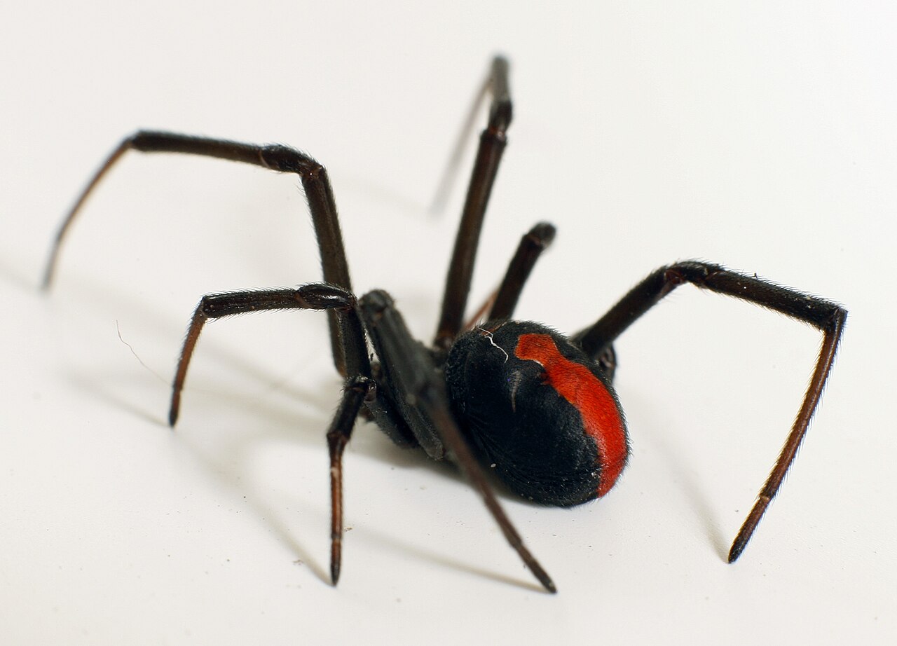 Veuve noire redback Latrodectus hasselti capable de capturer de petits serpents Veuve noire redback Latrodectus hasselti capable de capturer de petits serpents