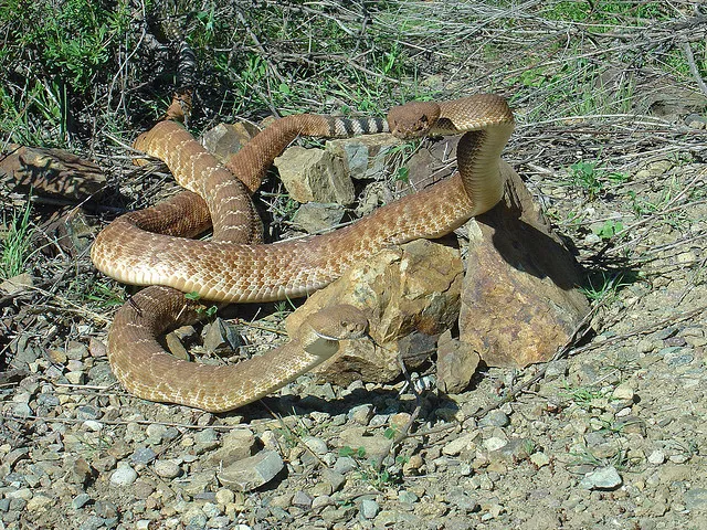 La danse de combat des serpents à sonnette La danse de combat des serpents a sonnette 4 La-danse-de-combat-des-serpents-a-sonnette-4