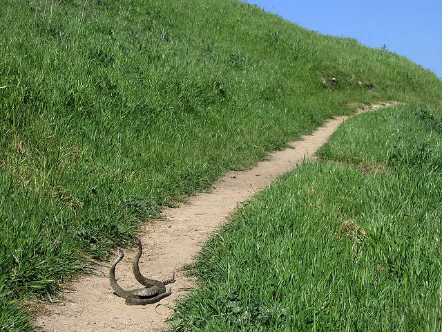 La danse de combat des serpents à sonnette La danse de combat des serpents a sonnette 6 La-danse-de-combat-des-serpents-a-sonnette-5