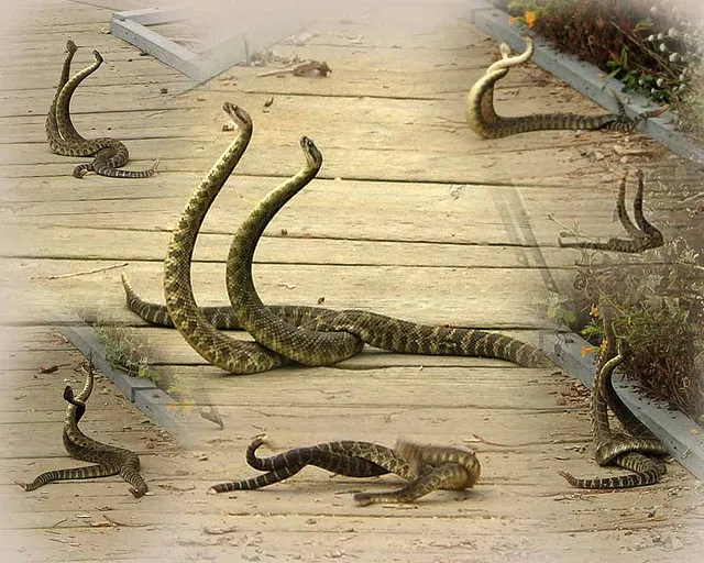 La danse de combat des serpents à sonnette La danse de combat des serpents a sonnette 7 La-danse-de-combat-des-serpents-a-sonnette-7