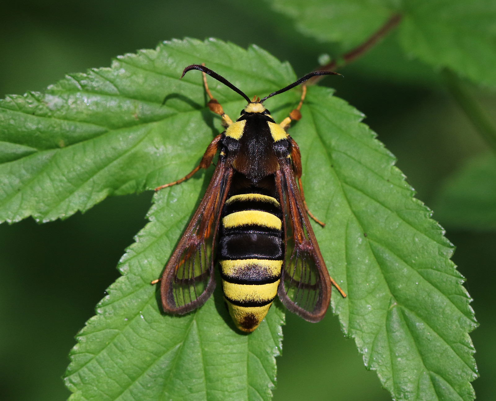 La sesie du peuplier ou papillon frelon un papillon qui imite une guepe geante 2 papillon frelon abdomen jaune noir ressemblant à une guêpe