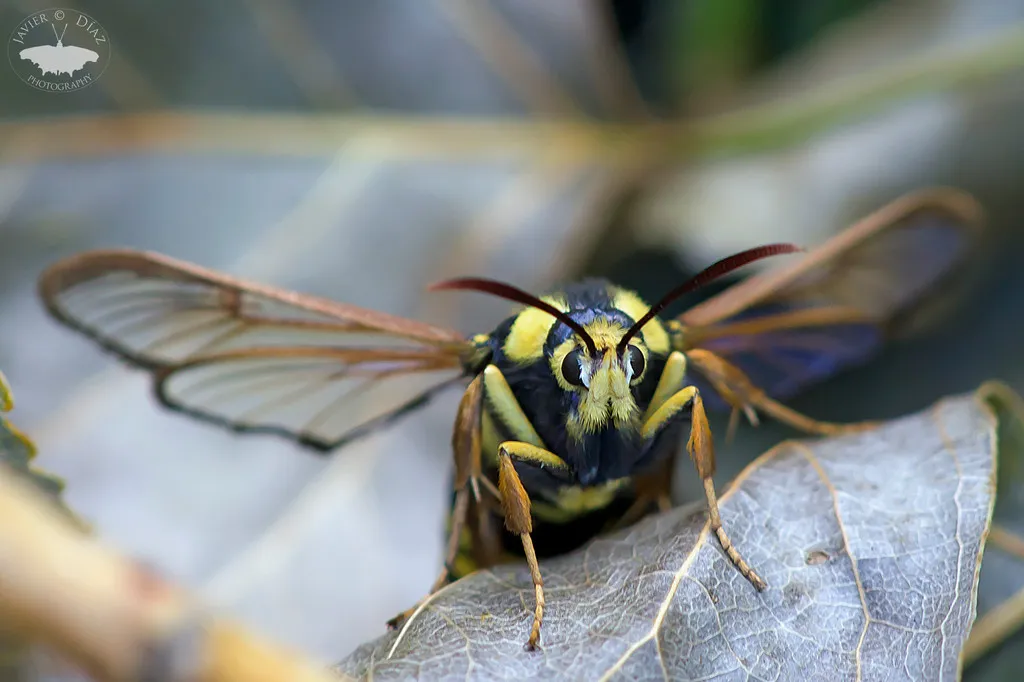 La sésie du peuplier ou papillon frelon, un papillon qui imite une guêpe géante La sesie du peuplier ou papillon frelon un papillon qui imite une guepe geante 3 La sésie du peuplier ou papillon frelon, un papillon qui imite une guêpe géante