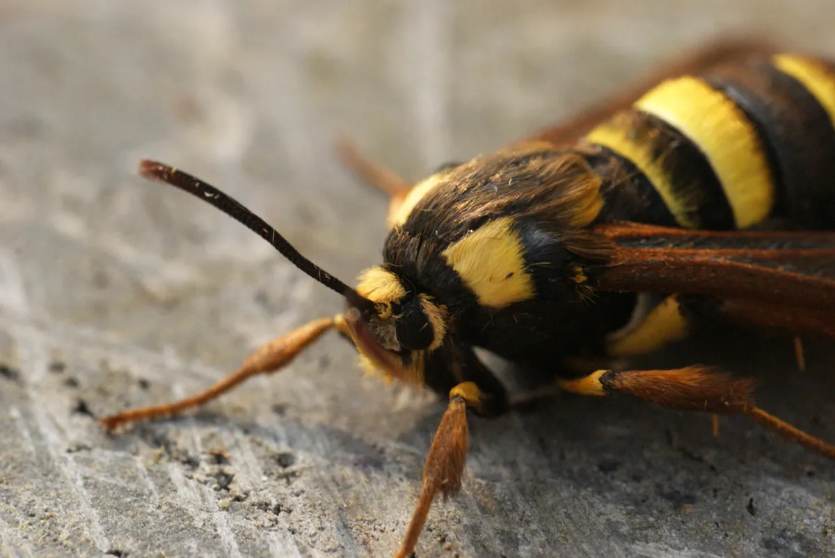 La sésie du peuplier ou papillon frelon, un papillon qui imite une guêpe géante La sesie du peuplier ou papillon frelon un papillon qui imite une guepe geante 4 La sésie du peuplier ou papillon frelon, un papillon qui imite une guêpe géante