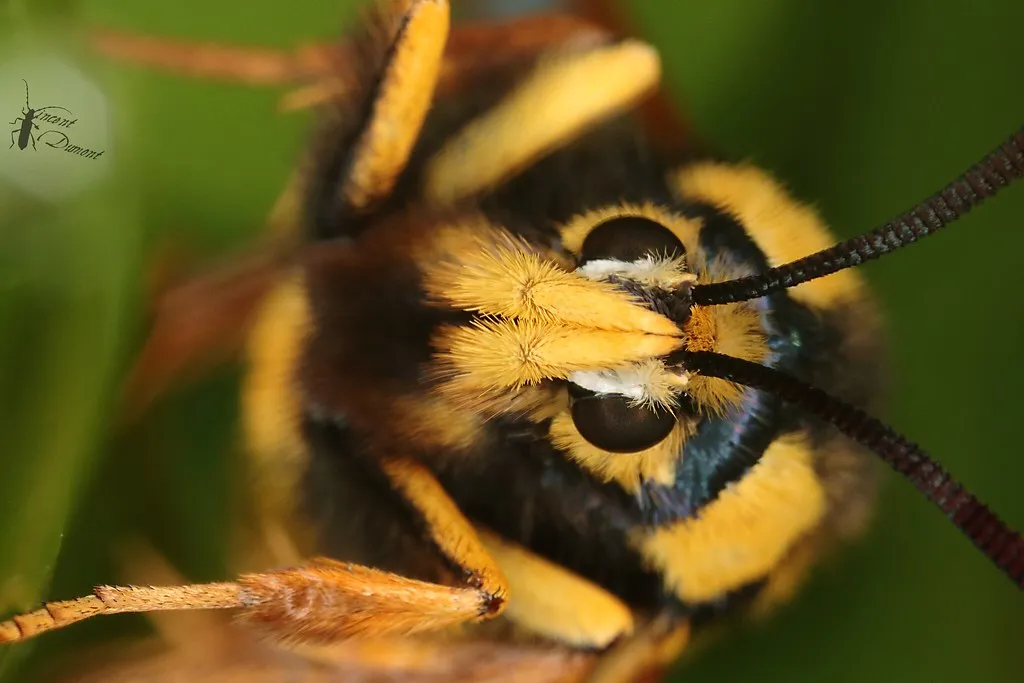 La sésie du peuplier ou papillon frelon, un papillon qui imite une guêpe géante La sesie du peuplier ou papillon frelon un papillon qui imite une guepe geante 5 La sésie du peuplier ou papillon frelon, un papillon qui imite une guêpe géante