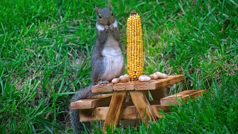 La table de pique-nique pour écureuil La table de pique nique pour ecureuil mangeoire 9 La table de pique nique pour ecureuil mangeoire 9