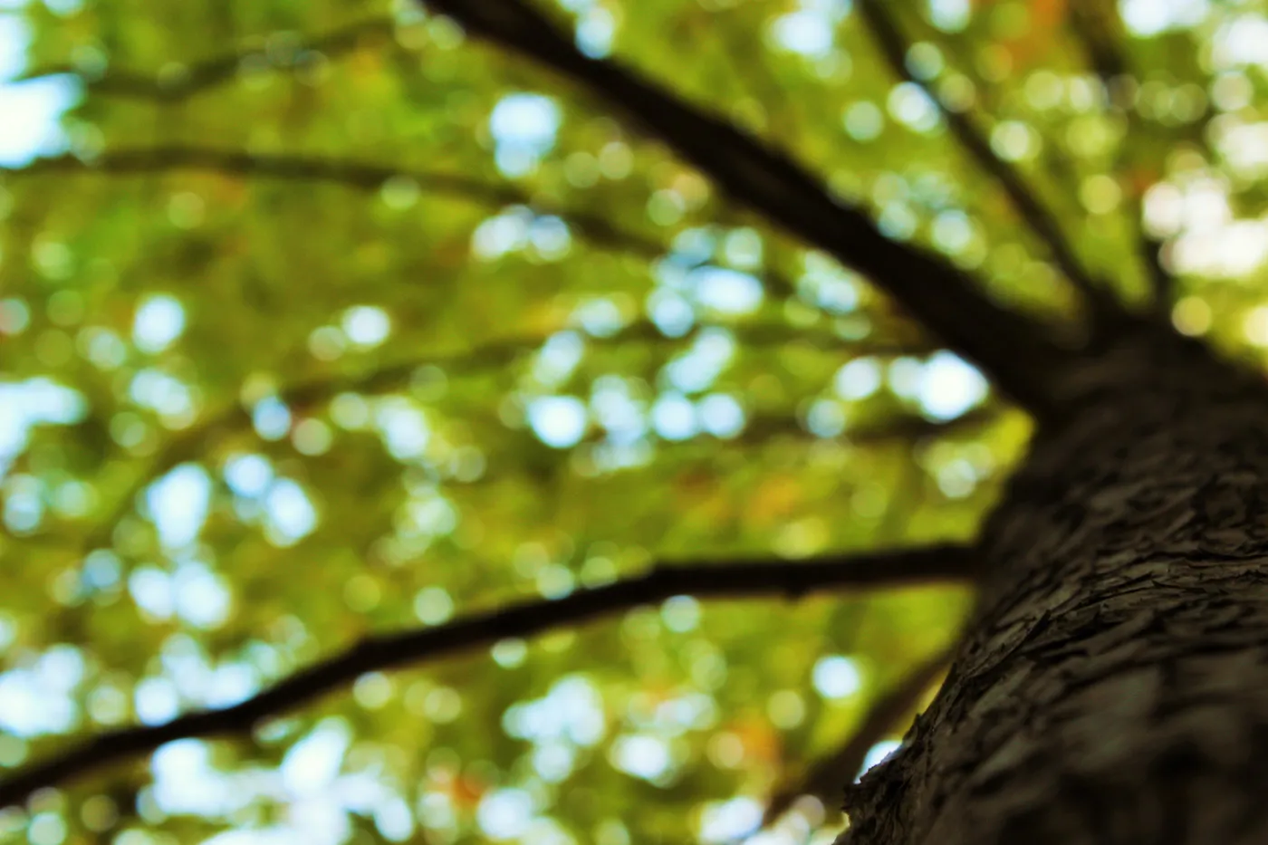 Quelques clichés d'automne par Alexandre Mounayer Quelques cliches d automne par Alexandre Mounayer 2 Quelques cliches d automne par Alexandre Mounayer 2