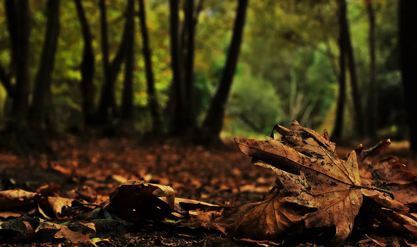 Quelques clichés d'automne par Alexandre Mounayer Quelques cliches d automne par Alexandre Mounayer 5 Quelques cliches d automne par Alexandre Mounayer 5