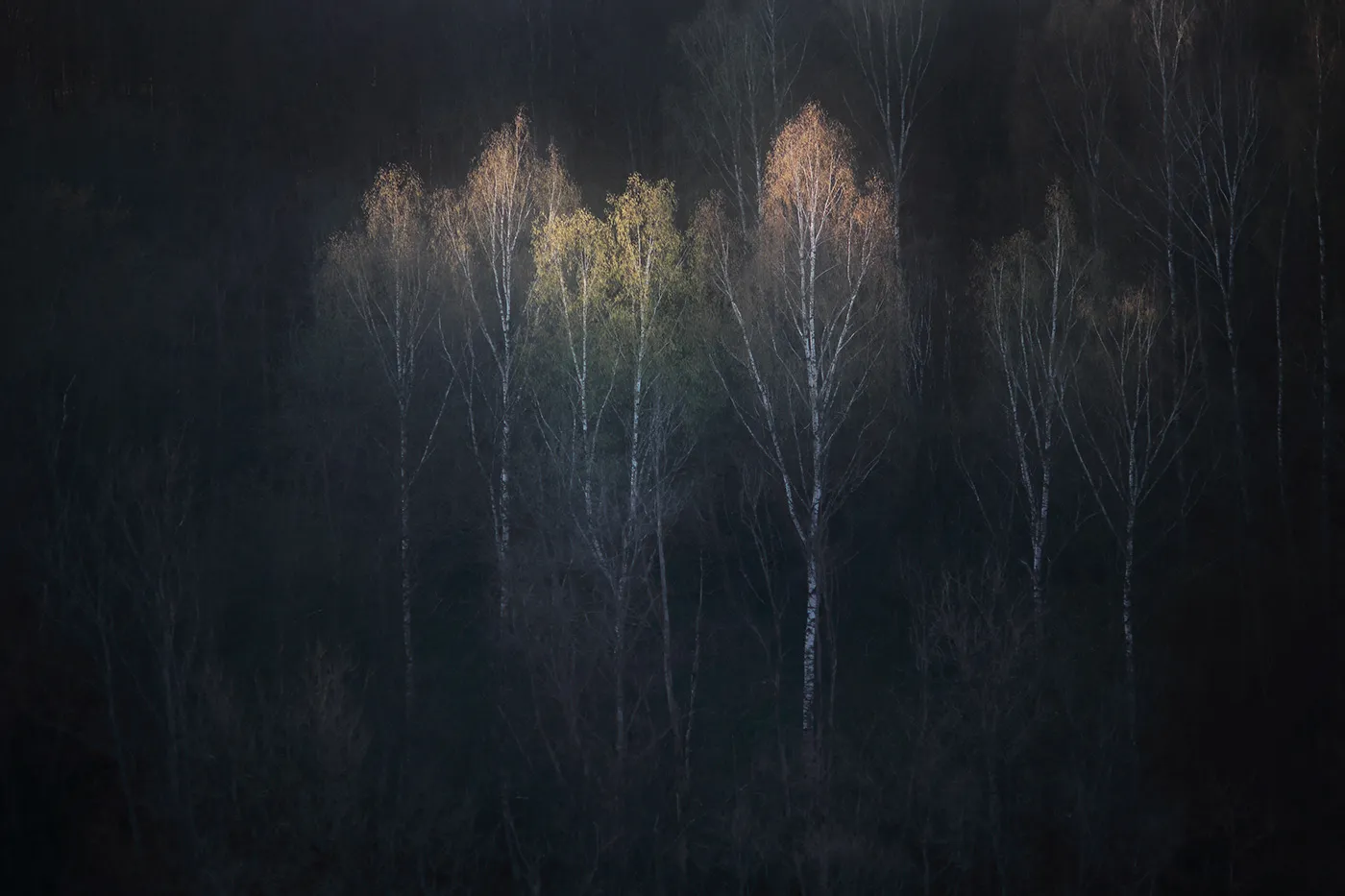 Twilight Stories - lumières dans la forêt par Mindaugas Buivydas Twilight Stories lumieres dans la foret par Mindaugas Buivydas 2 Twilight Stories lumieres dans la foret par Mindaugas Buivydas 2