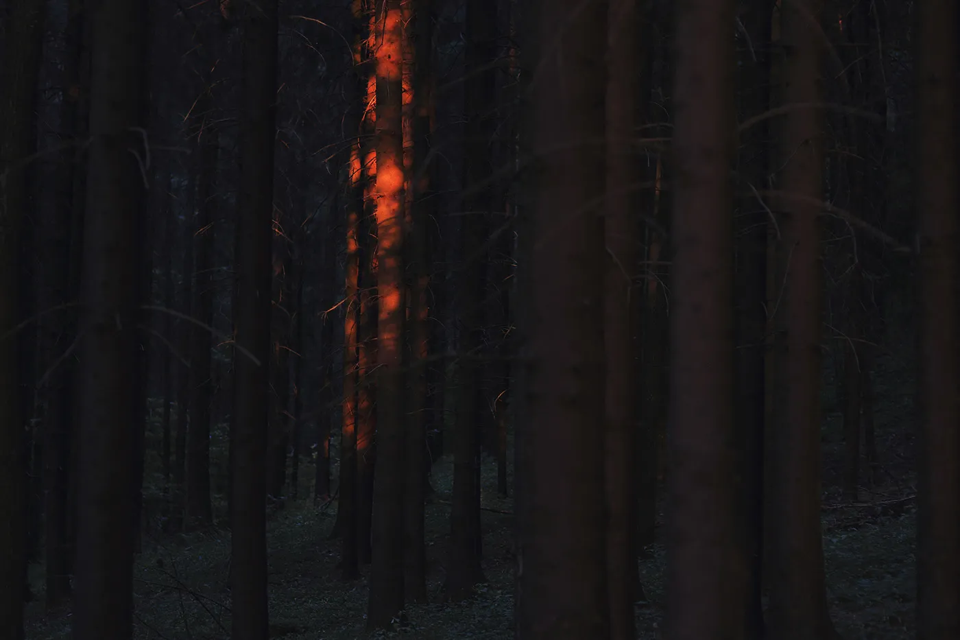 Twilight Stories - lumières dans la forêt par Mindaugas Buivydas Twilight Stories lumieres dans la foret par Mindaugas Buivydas 3 Twilight Stories lumieres dans la foret par Mindaugas Buivydas 3