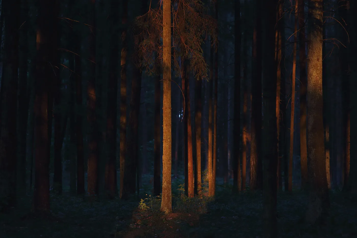 Twilight Stories - lumières dans la forêt par Mindaugas Buivydas Twilight Stories lumieres dans la foret par Mindaugas Buivydas 5 Twilight Stories lumieres dans la foret par Mindaugas Buivydas 5