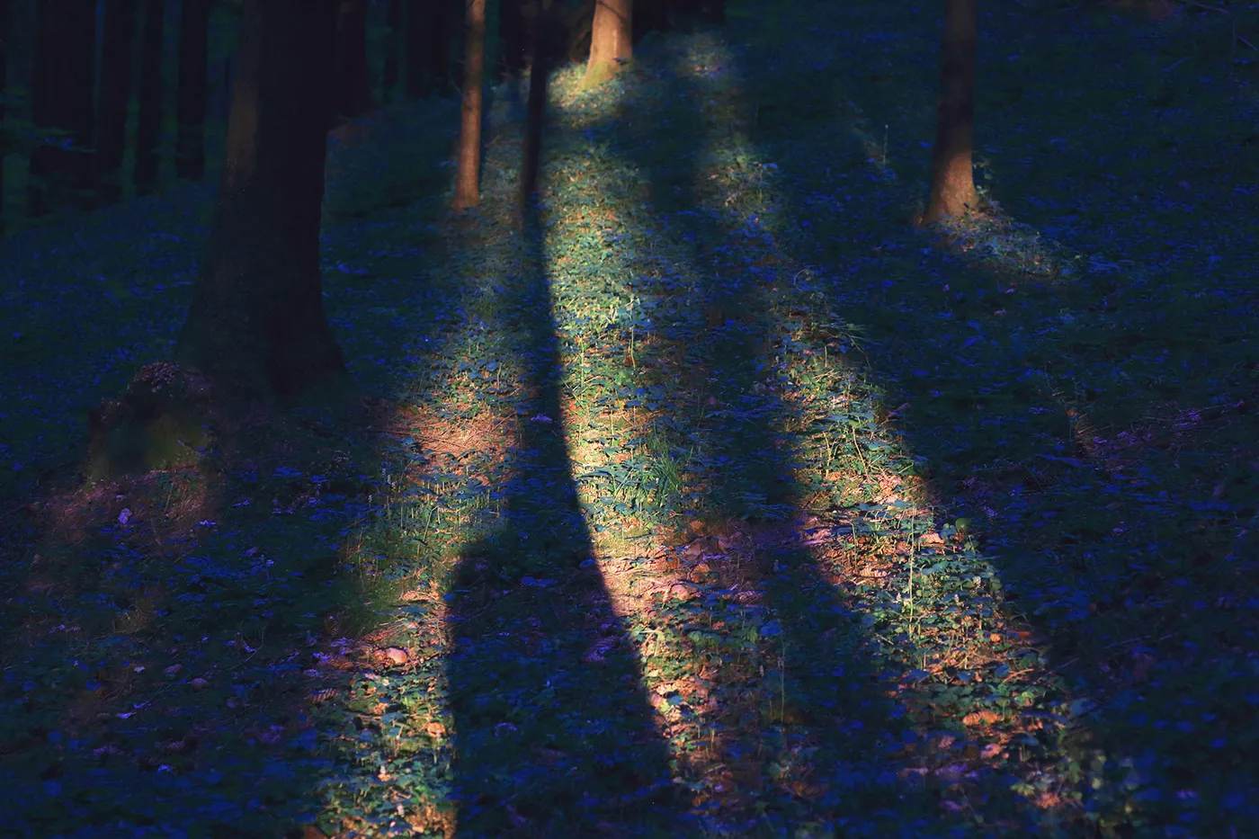 Twilight Stories - lumières dans la forêt par Mindaugas Buivydas Twilight Stories lumieres dans la foret par Mindaugas Buivydas 6 Twilight Stories lumieres dans la foret par Mindaugas Buivydas 6