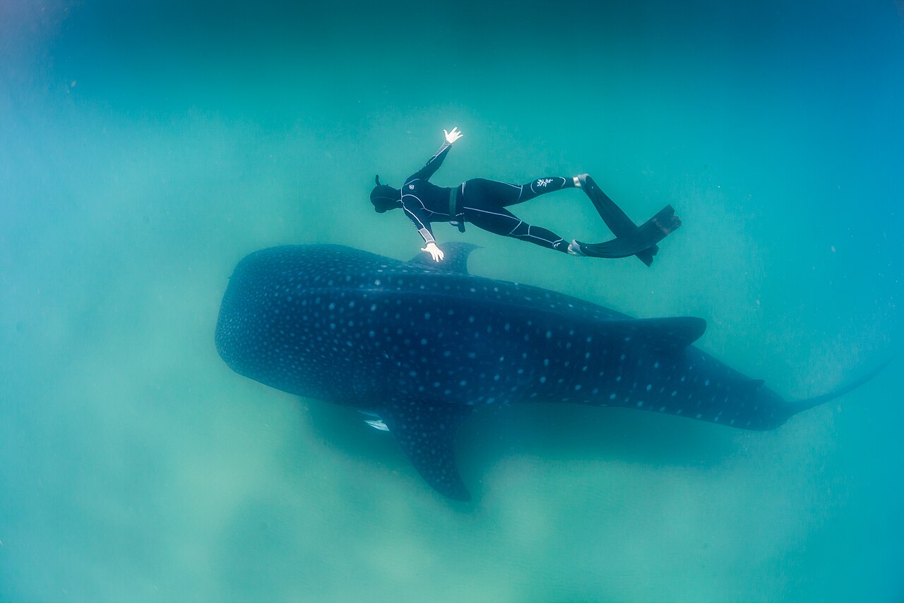 Requin-baleine comparé à un humain Requin-baleine nageant sous une apnéiste pour comparer sa taille à celle d’un humain