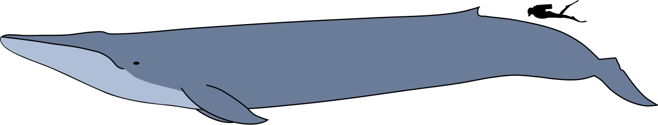 Taille d’une baleine bleue comparée à un humain Comparaison de la taille d’une baleine bleue avec celle d’un humain