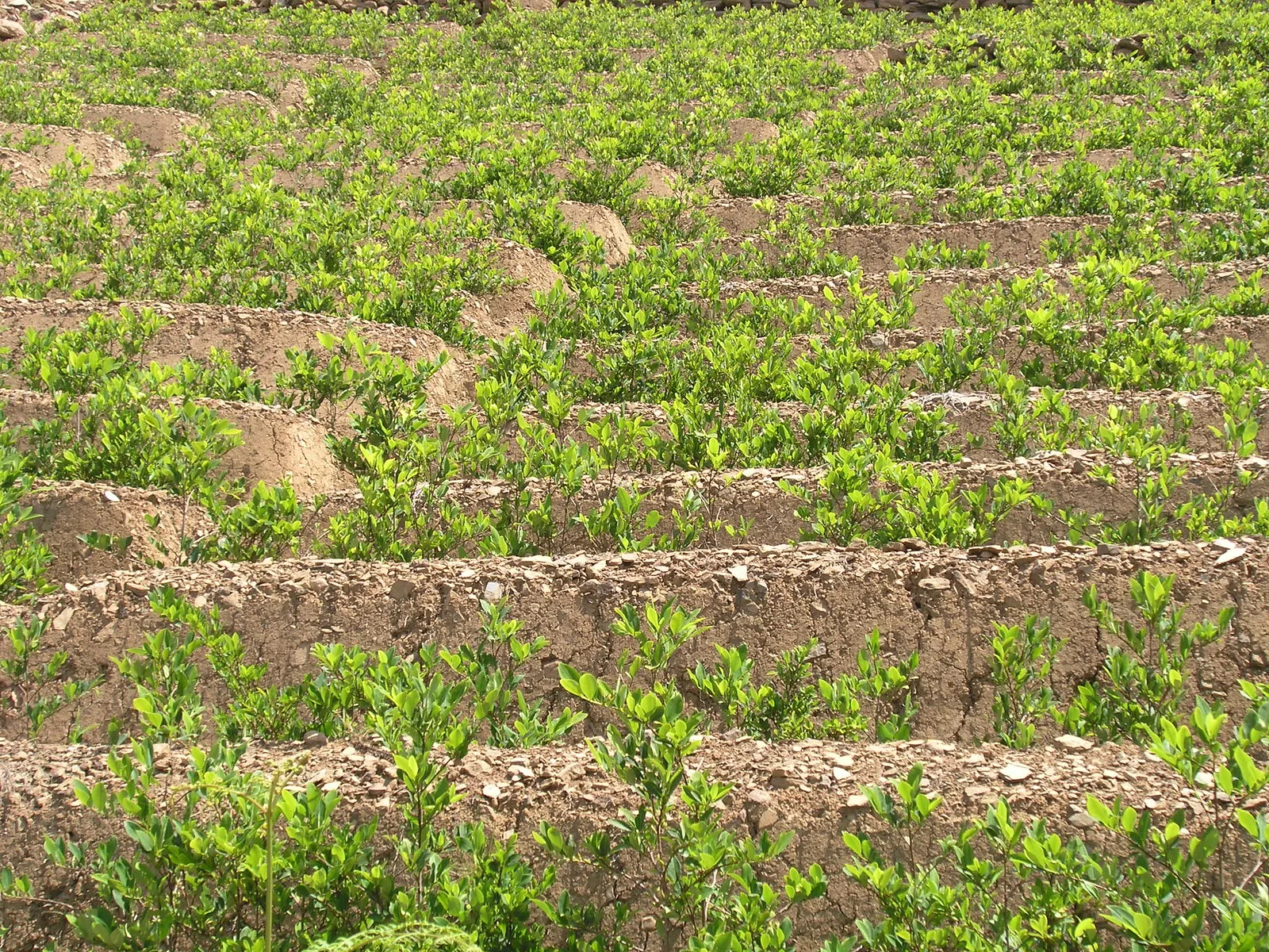plantation feuille de coca en bolivie plantation feuille de coca en bolivie