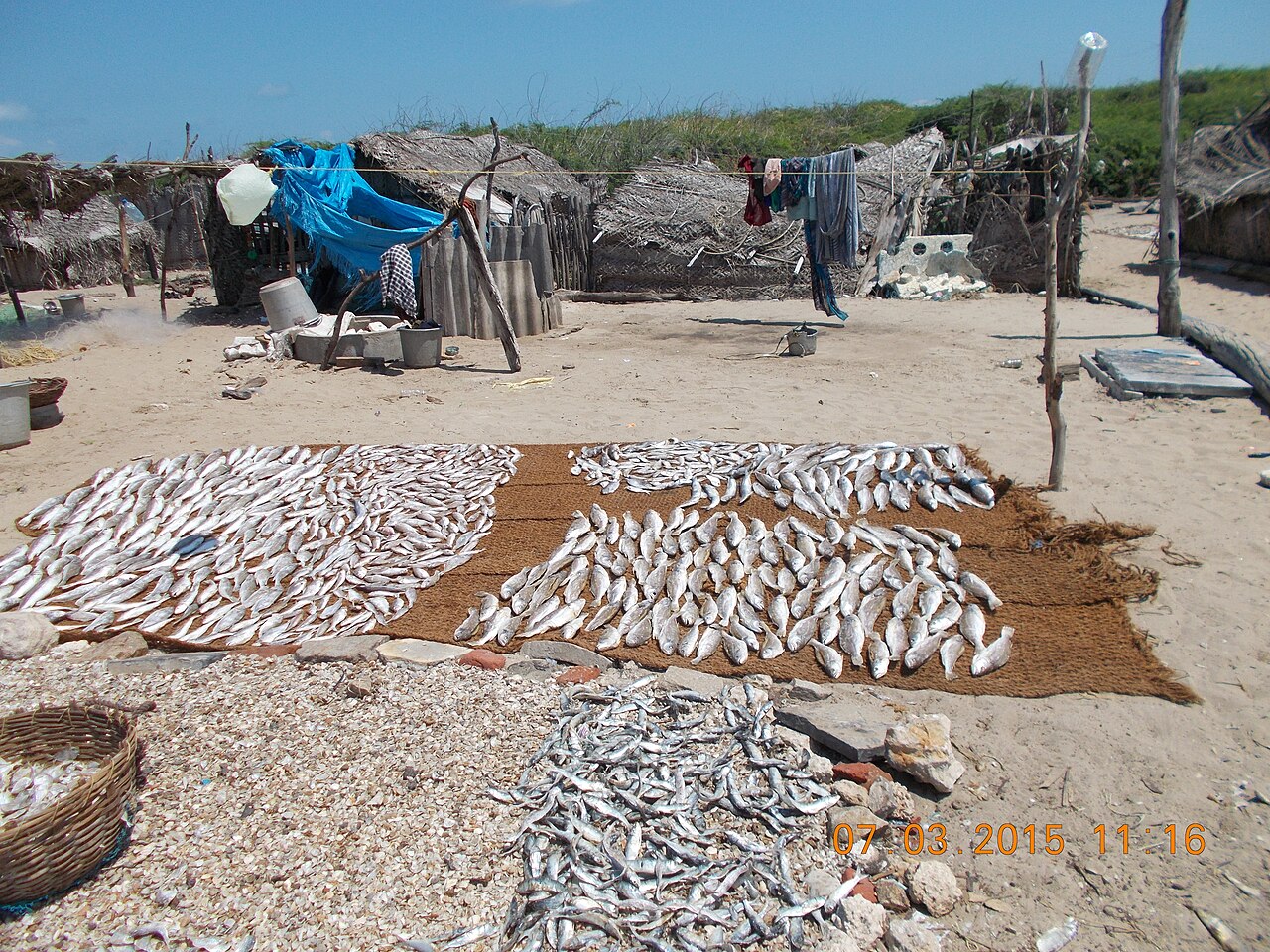village pecheurs dhanushkodi poisson seche Commerce de poisson séché dans le village de pêcheurs de Dhanushkodi