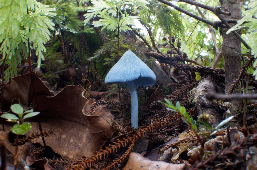 Entolome de Hochstetter : le mystérieux champignon bleu ciel venu d’ailleurs L entolome de Hochstetter un incroyable champignon bleu ciel 10 L-entolome-de-Hochstetter-un-incroyable-champignon-bleu-ciel-10