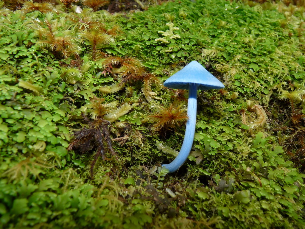 Entolome de Hochstetter : le mystérieux champignon bleu ciel venu d’ailleurs L entolome de Hochstetter un incroyable champignon bleu ciel 11 L-entolome-de-Hochstetter-un-incroyable-champignon-bleu-ciel-11