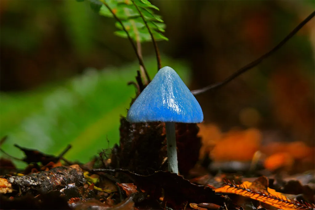 Entolome de Hochstetter : le mystérieux champignon bleu ciel venu d’ailleurs L entolome de Hochstetter un incroyable champignon bleu ciel 2 L-entolome-de-Hochstetter-un-incroyable-champignon-bleu-ciel-2