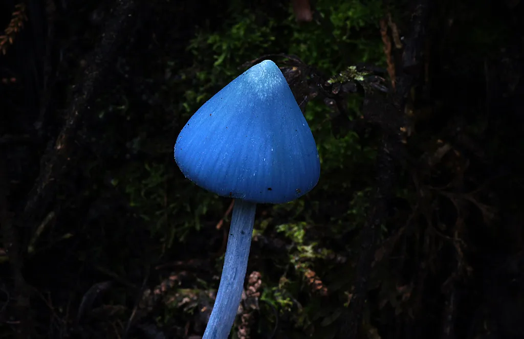 Entolome de Hochstetter : le mystérieux champignon bleu ciel venu d’ailleurs L entolome de Hochstetter un incroyable champignon bleu ciel 4 L-entolome-de-Hochstetter-un-incroyable-champignon-bleu-ciel-4