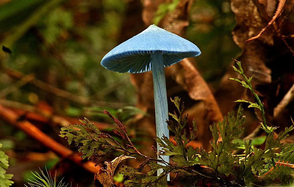 Entolome de Hochstetter : le mystérieux champignon bleu ciel venu d’ailleurs L entolome de Hochstetter un incroyable champignon bleu ciel 5 L entolome de Hochstetter un incroyable champignon bleu ciel 5