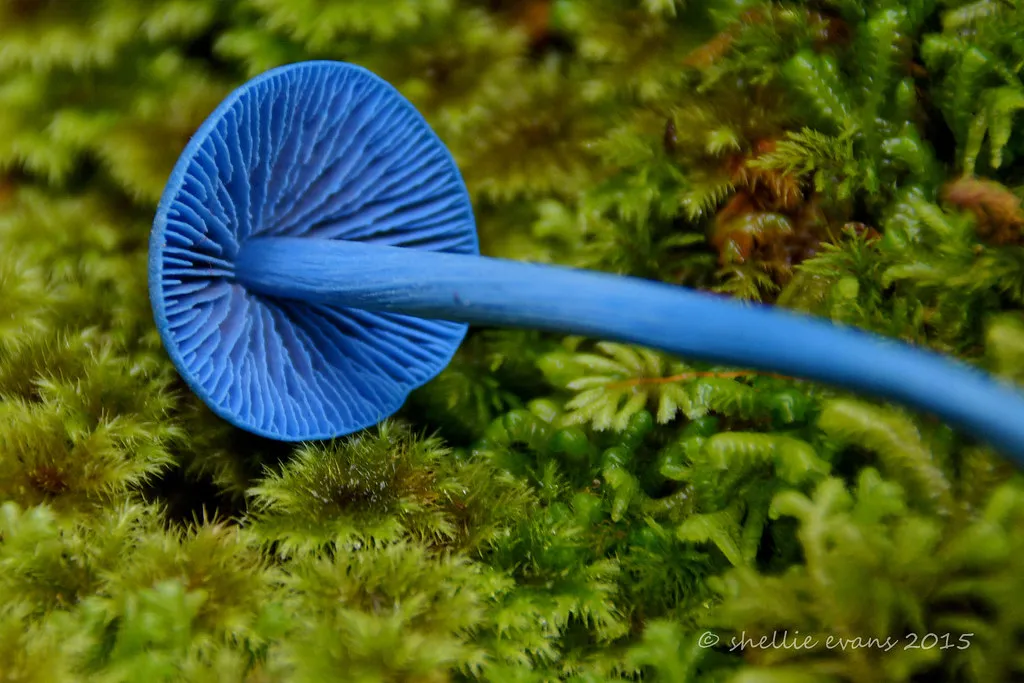 Entolome de Hochstetter : le mystérieux champignon bleu ciel venu d’ailleurs L entolome de Hochstetter un incroyable champignon bleu ciel 7 L-entolome-de-Hochstetter-un-incroyable-champignon-bleu-ciel-7