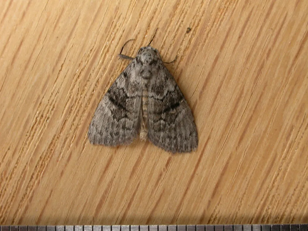 La chenille de Uraba lugens empile les têtes de ses mues comme un chapeau La chenille de Uraba lugens empile les tetes de ses mues comme un chapeau 6 La-chenille-de-Uraba-lugens-empile-les-tetes-de-ses-mues-comme-un-chapeau-6-papillon de nuit