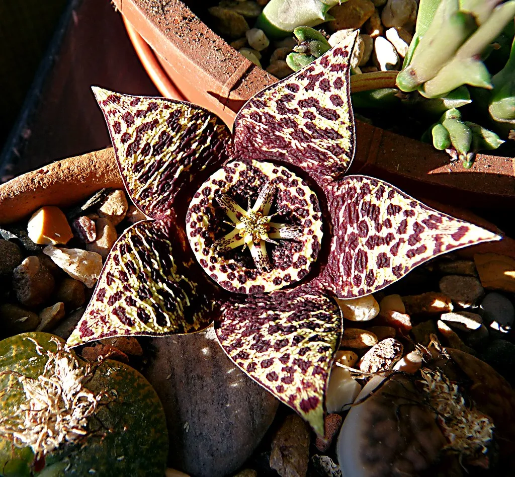 La magnifique fleur du cactus étoile de mer et son odeur nauséabonde La magnifique fleur du cactus etoile de mer et son odeur nauseabonde succulent 11 La-magnifique-fleur-du-cactus-etoile-de-mer-et-son-odeur-nauseabonde-succulent-11