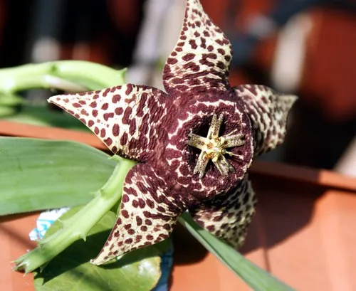 La magnifique fleur du cactus étoile de mer et son odeur nauséabonde La magnifique fleur du cactus etoile de mer et son odeur nauseabonde succulent 5 La-magnifique-fleur-du-cactus-etoile-de-mer-et-son-odeur-nauseabonde-succulent-5