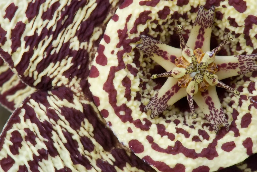 La magnifique fleur du cactus étoile de mer et son odeur nauséabonde La magnifique fleur du cactus etoile de mer et son odeur nauseabonde succulent 9 La-magnifique-fleur-du-cactus-etoile-de-mer-et-son-odeur-nauseabonde-succulent-9