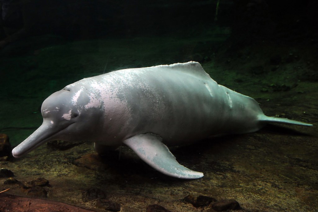 Le boto ou dauphin rose de l'Amazone Le boto ou dauphin rose de l Amazone inia 1 Le-boto-ou-dauphin-rose-de-l-Amazone-inia